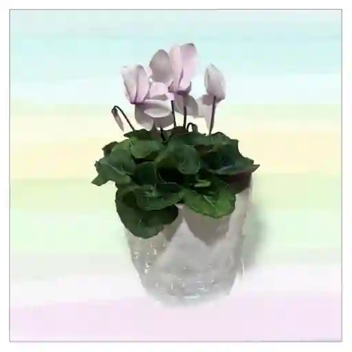 Planta Violeta De Los Alpes Con Matera