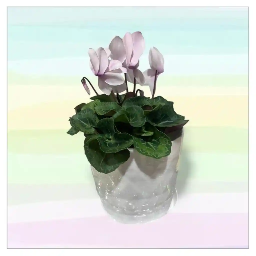 Planta Violeta De Los Alpes Con Matera