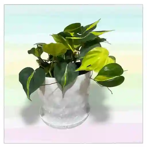 Planta Potos Con Matera