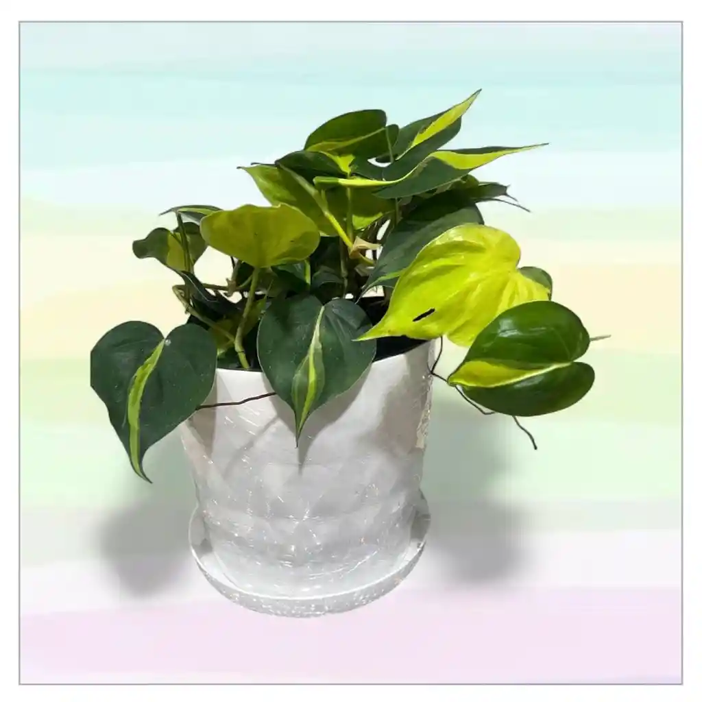 Planta Potos Con Matera