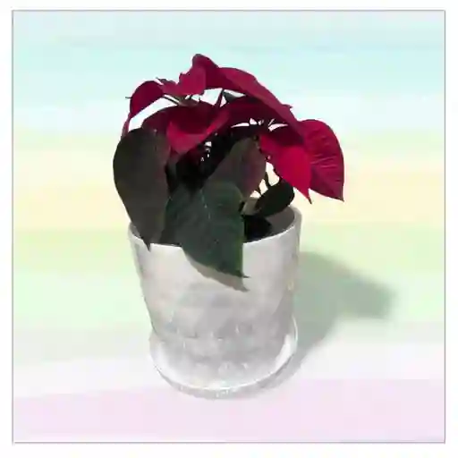 Planta Navideña Con Matera