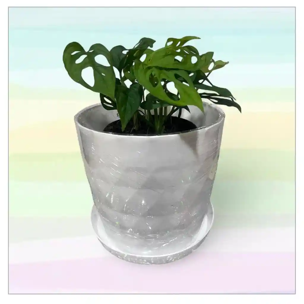 Planta Hoja Rota Con Matera