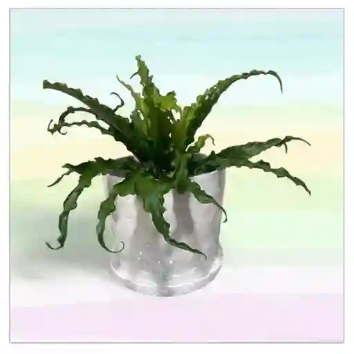 Planta Helecho Nido De Ave Con Matera