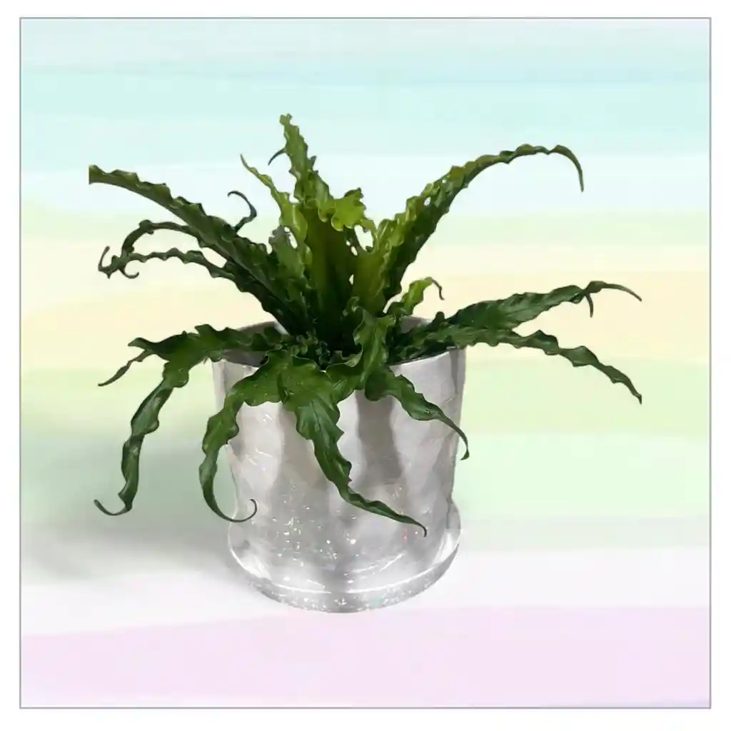 Planta Helecho Nido De Ave Con Matera