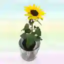 Planta Girasol Con Matera