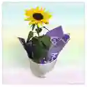 Planta Girasol Con Matera