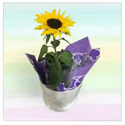 Planta Girasol Con Matera