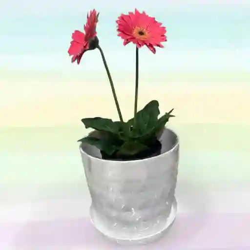 Planta Gerbera Con Matera