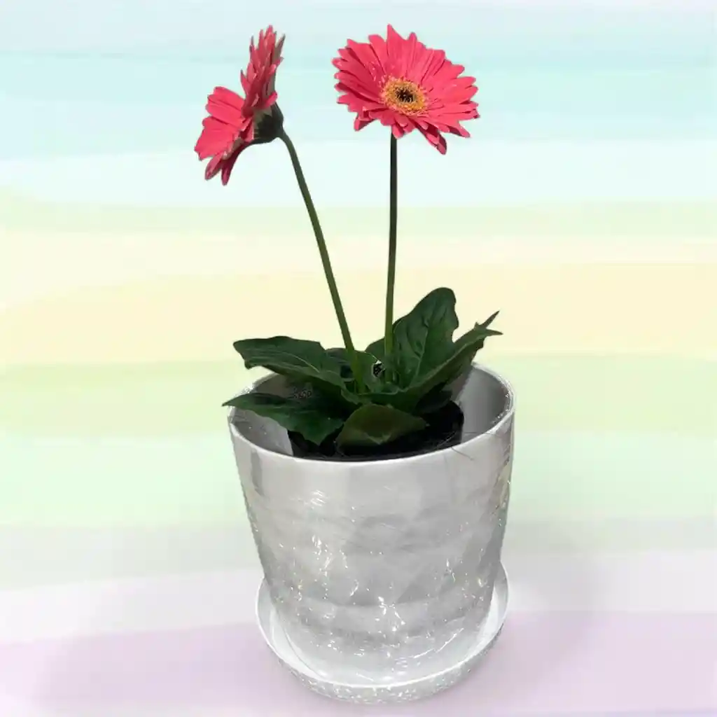 Planta Gerbera Con Matera