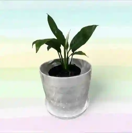 Planta Cuna De Moisés Con Matera