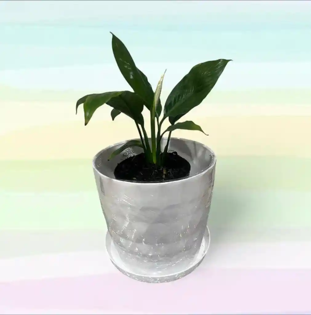 Planta Cuna De Moisés Con Matera