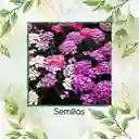 600 Semillas Orgánicas De Flor Iberis Hadas Enanas