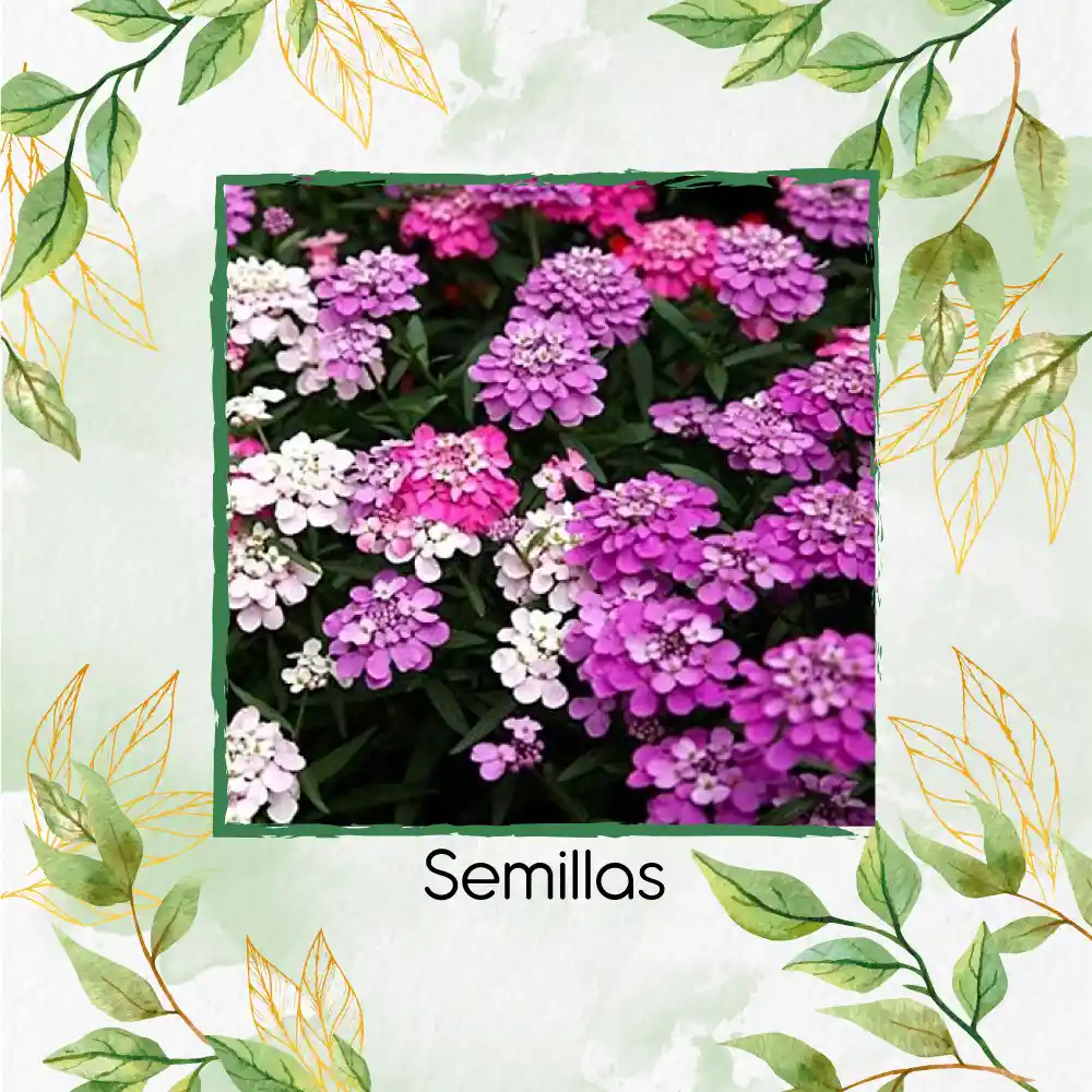 600 Semillas Orgánicas De Flor Iberis Hadas Enanas