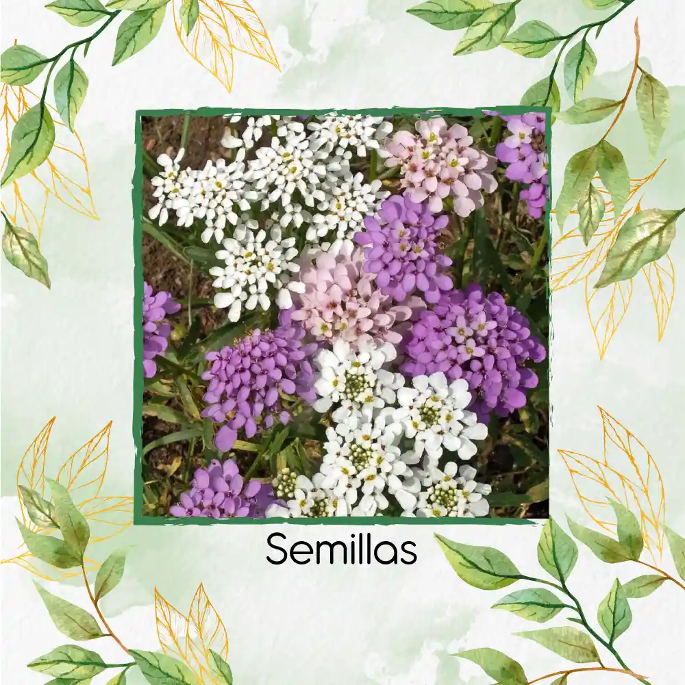 600 Semillas Orgánicas De Flor Iberis Hadas Enanas