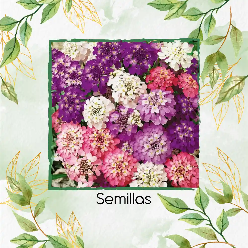 600 Semillas Orgánicas De Flor Iberis Hadas Enanas