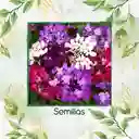 600 Semillas Orgánicas De Flor Iberis Hadas Enanas