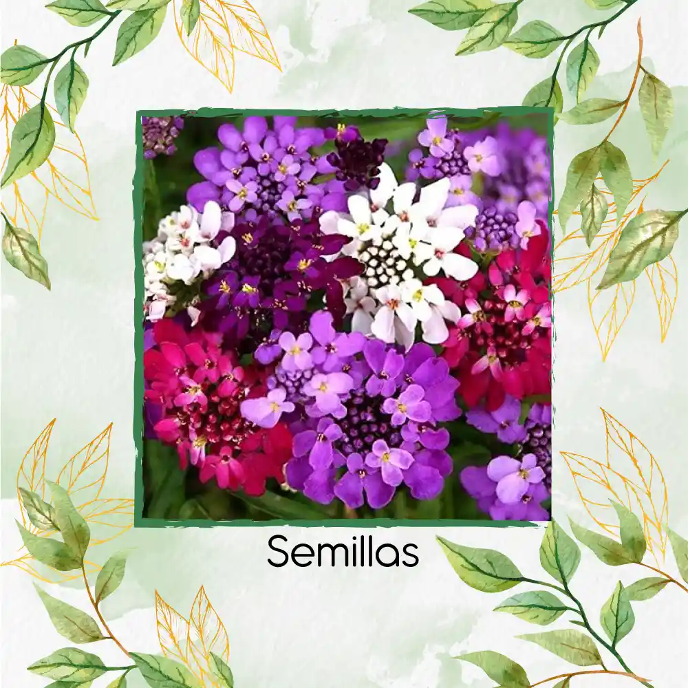 1.200 Semillas Orgánicas De Flor Iberis Hadas Enanas