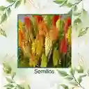 300 Semillas Orgánicas De Flor Kniphofia Flamenco