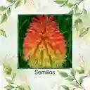 600 Semillas Orgánicas De Flor Kniphofia Flamenco