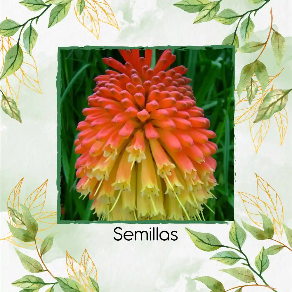 600 Semillas Orgánicas De Flor Kniphofia Flamenco