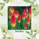 600 Semillas Orgánicas De Flor Kniphofia Flamenco