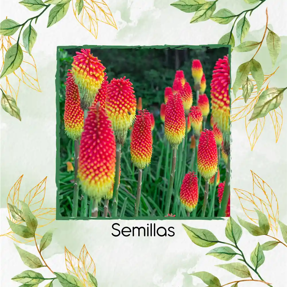 600 Semillas Orgánicas De Flor Kniphofia Flamenco