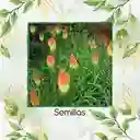 600 Semillas Orgánicas De Flor Kniphofia Flamenco