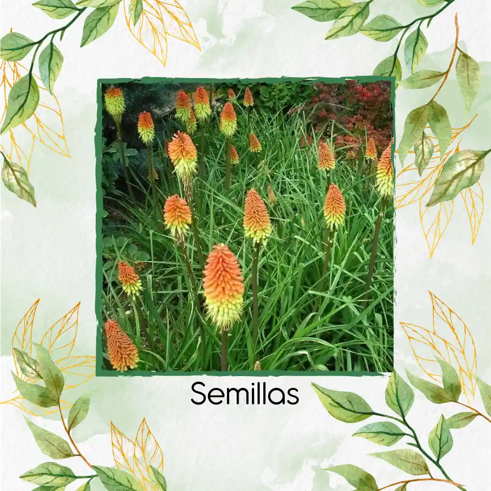 600 Semillas Orgánicas De Flor Kniphofia Flamenco