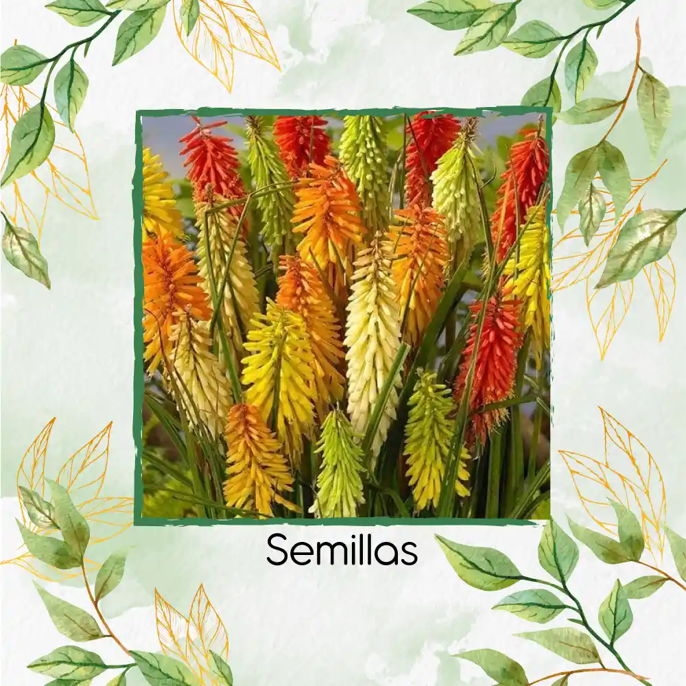 600 Semillas Orgánicas De Flor Kniphofia Flamenco