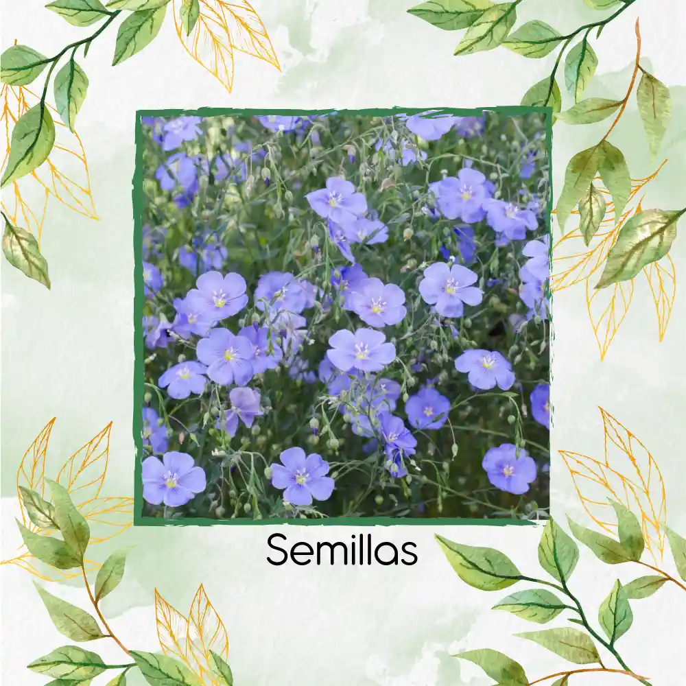 200 Semillas Orgánicas De Flor Lino Azul