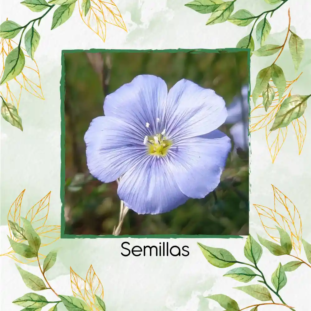 200 Semillas Orgánicas De Flor Lino Azul