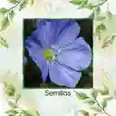 800 Semillas Orgánicas De Flor Lino Azul