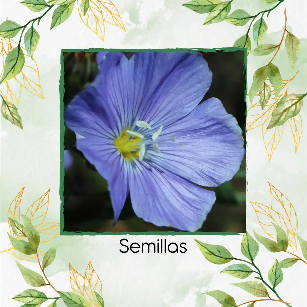 800 Semillas Orgánicas De Flor Lino Azul