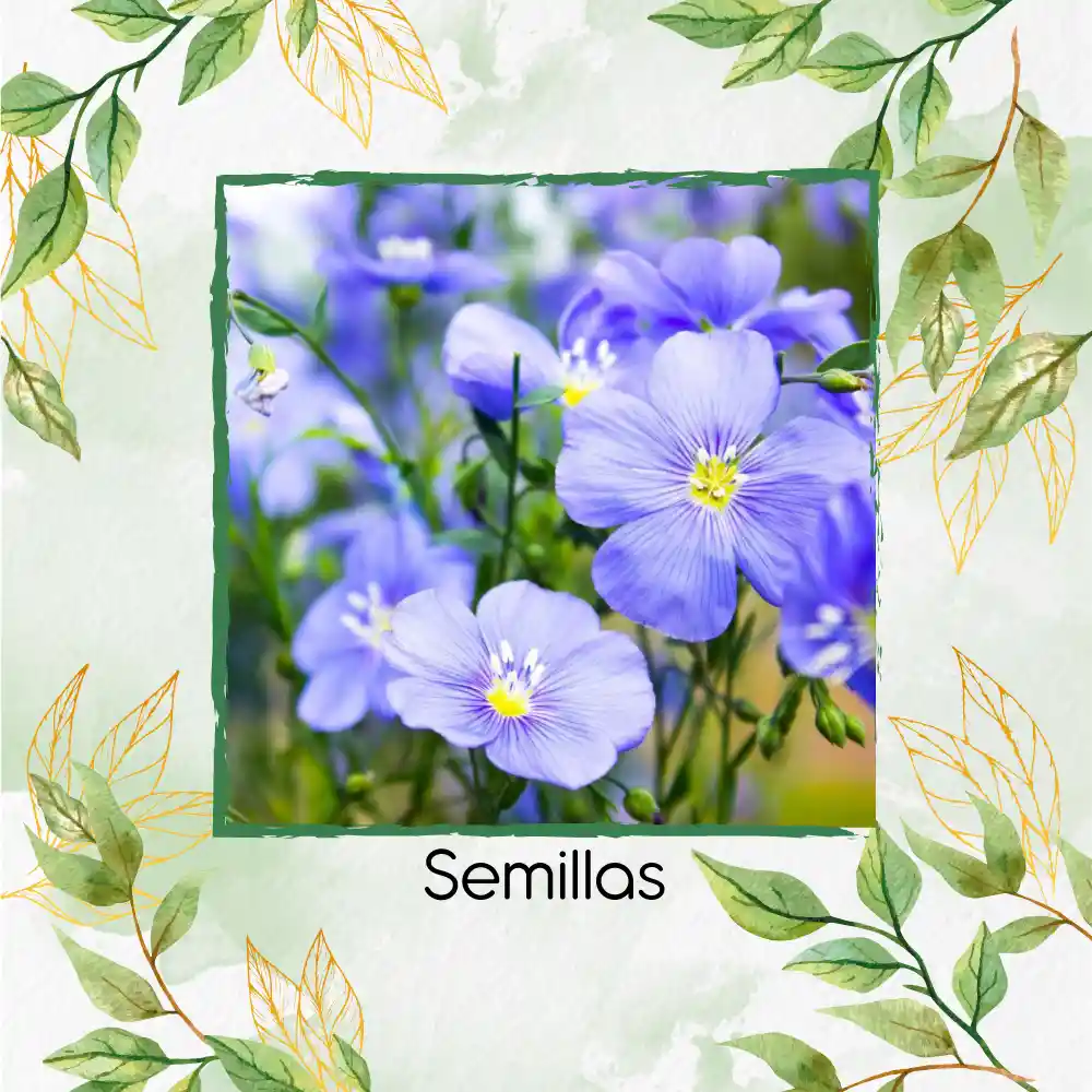 800 Semillas Orgánicas De Flor Lino Azul