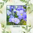 4.000 Semillas Orgánicas De Flor Lino Azul