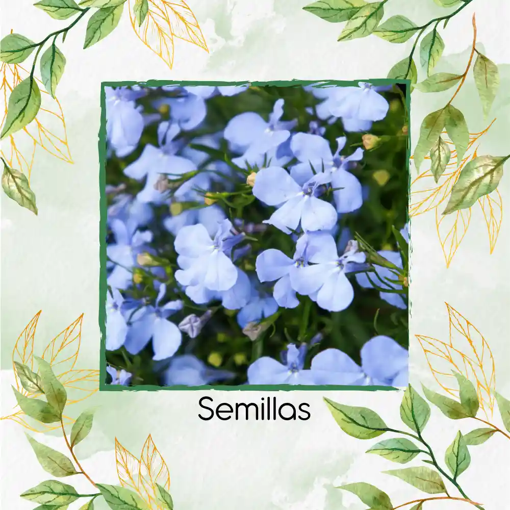 25 Semillas Orgánicas De Flor Lobelia Cambridge Blue