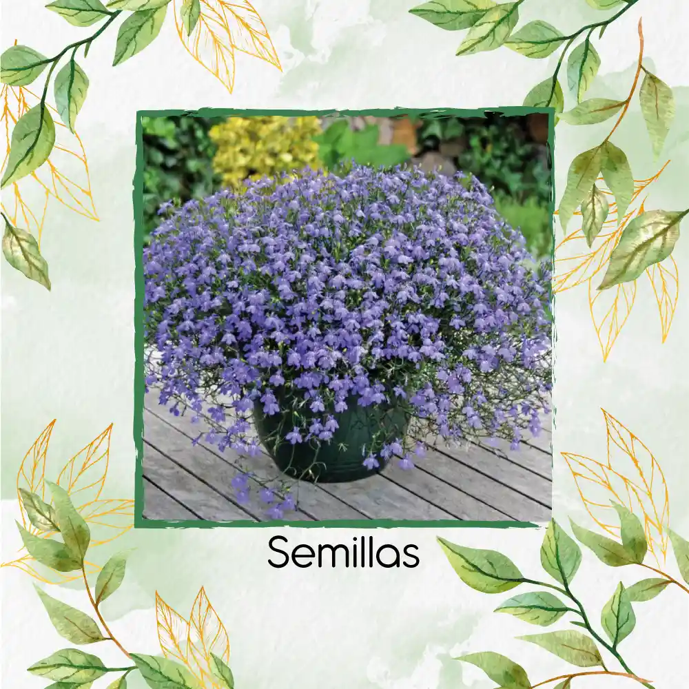 500 Semillas Orgánicas De Flor Lobelia Cambridge Blue