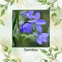 2.000 Semillas Orgánicas De Flor Lobelia Cambridge Blue