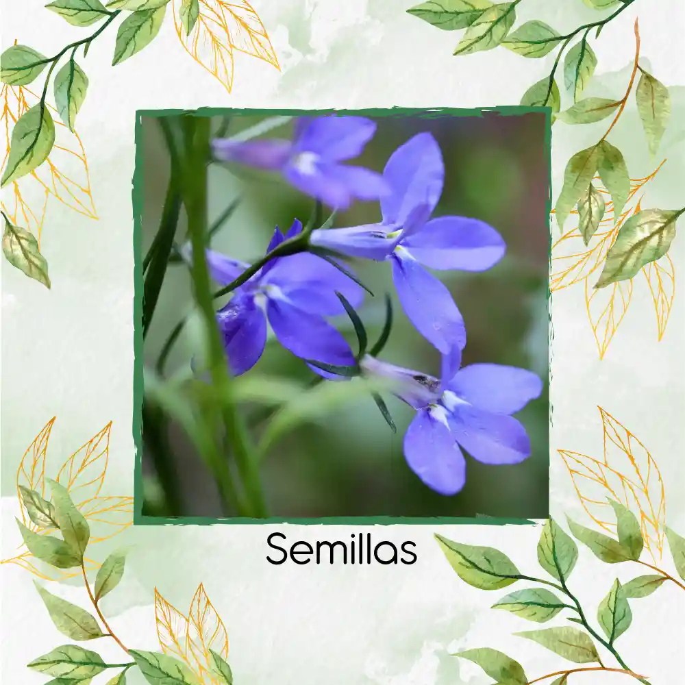 2.000 Semillas Orgánicas De Flor Lobelia Cambridge Blue