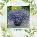 2.000 Semillas Orgánicas De Flor Lobelia Cambridge Blue