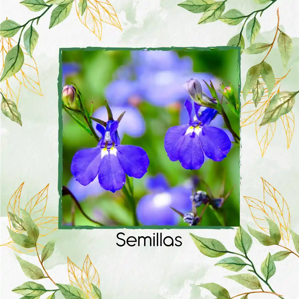 2.000 Semillas Orgánicas De Flor Lobelia Cambridge Blue