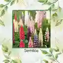 70 Semillas Orgánicas De Flor Lupino Rusell