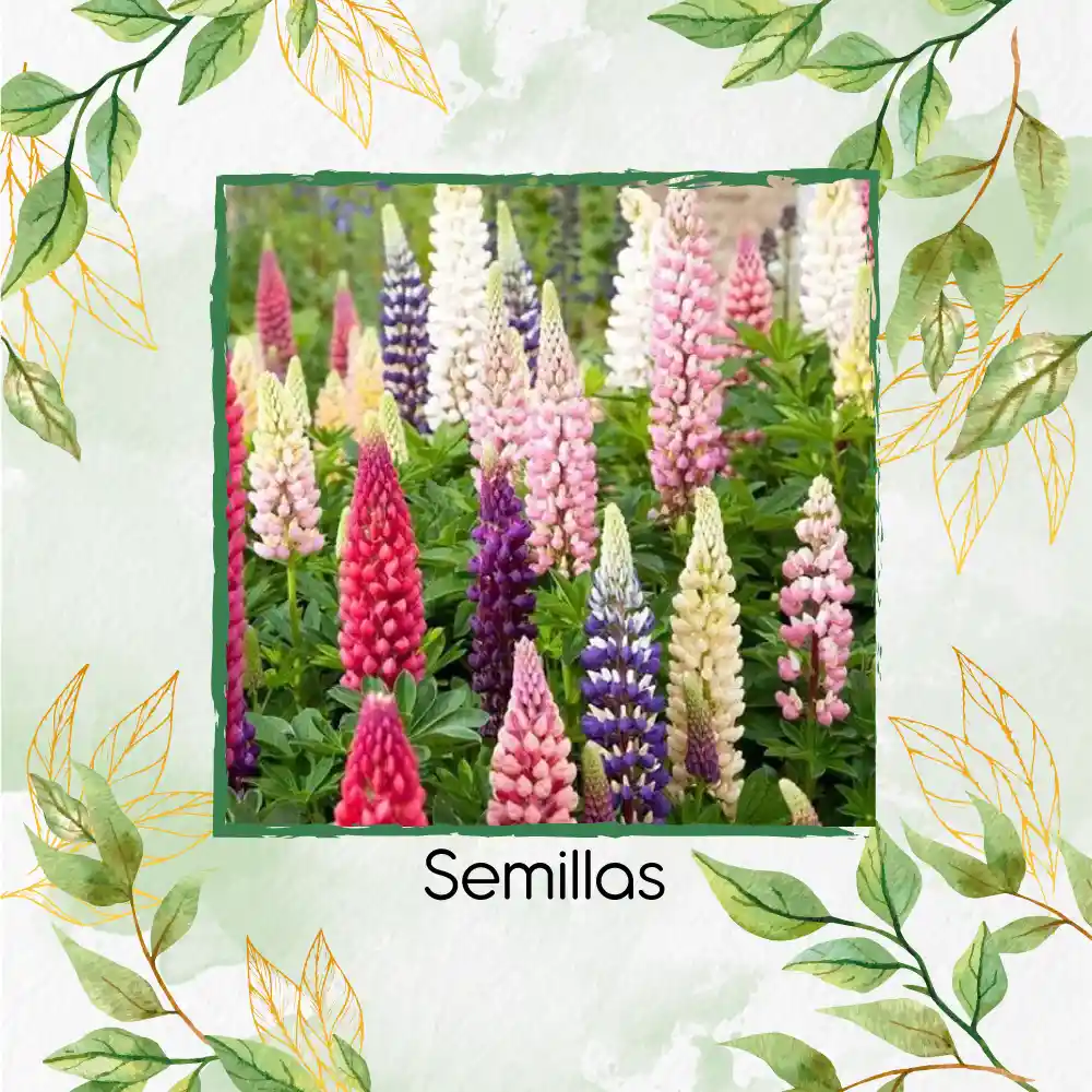 70 Semillas Orgánicas De Flor Lupino Rusell