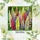 140 Semillas Orgánicas De Flor Lupino Rusell