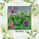 140 Semillas Orgánicas De Flor Lupino Rusell