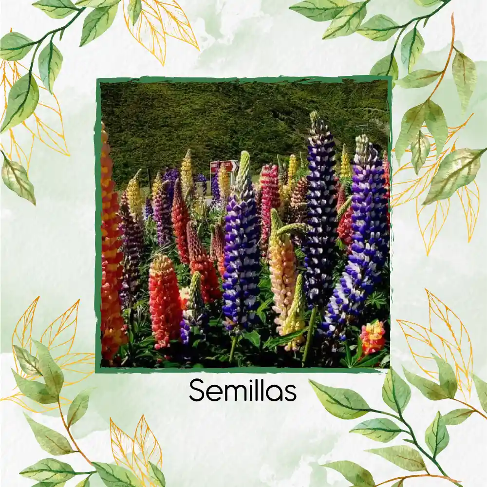 350 Semillas Orgánicas De Flor Lupino Rusell