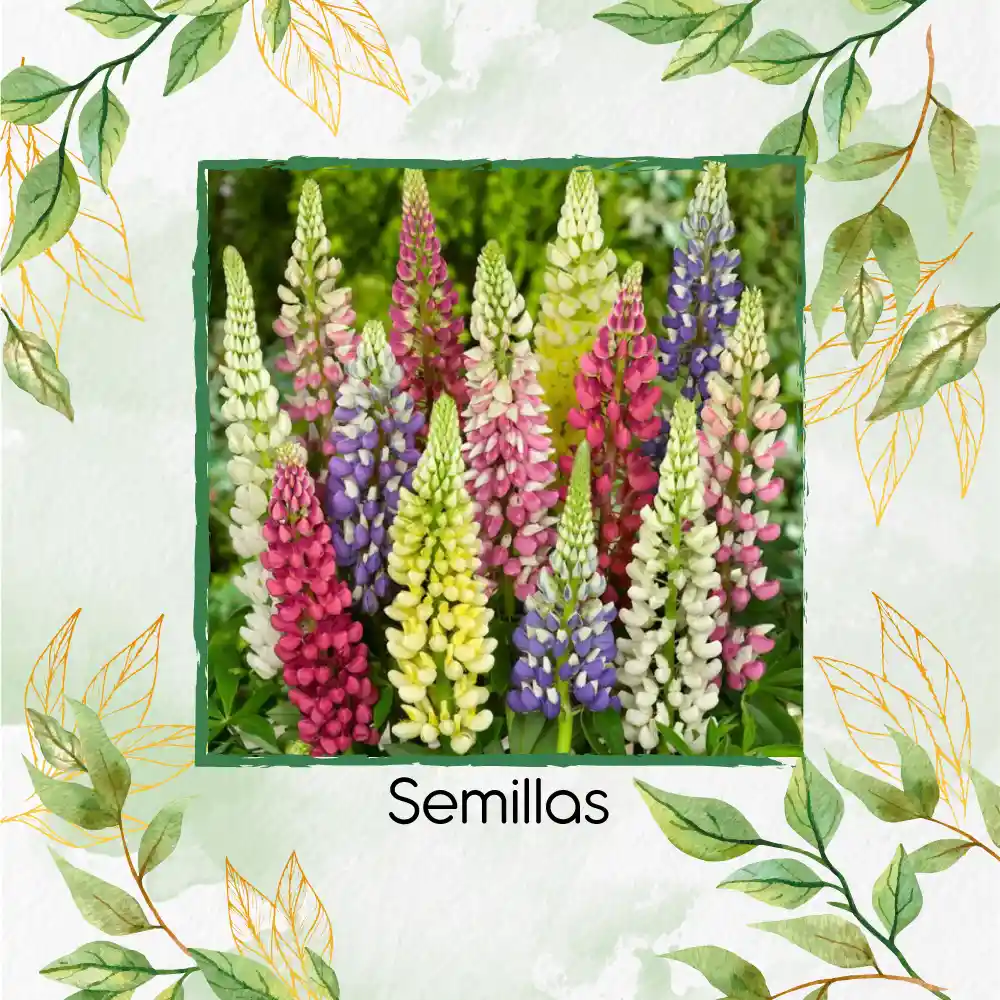 350 Semillas Orgánicas De Flor Lupino Rusell