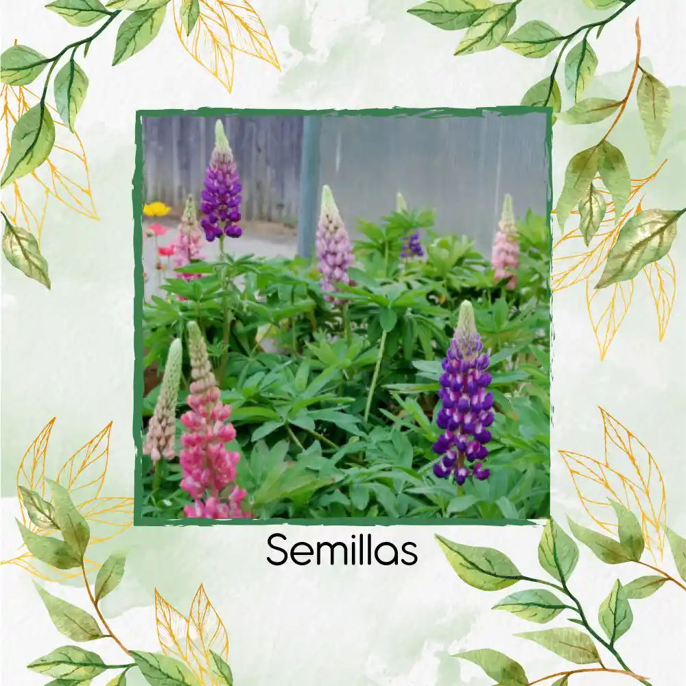 1.400 Semillas Orgánicas De Flor Lupino Rusell