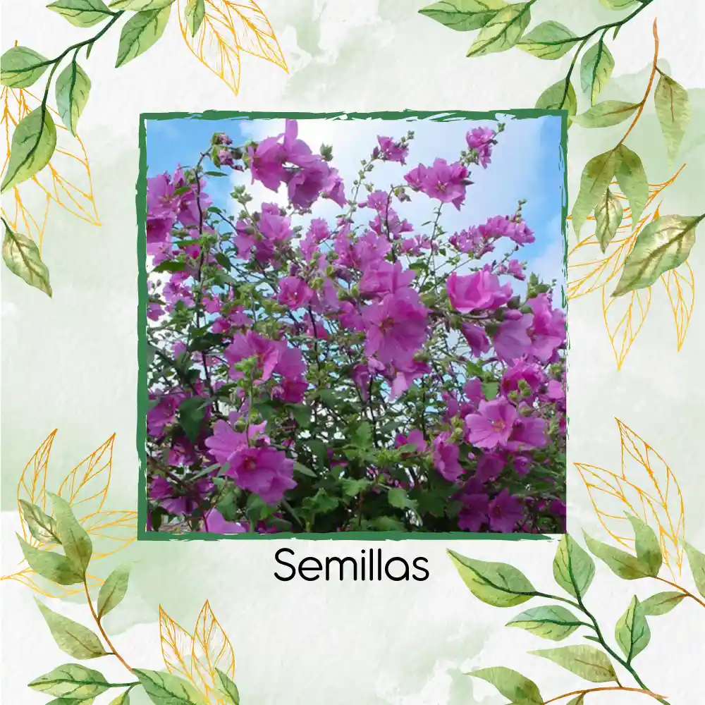 400 Semillas Orgánicas De Flor Malva Rosa Lavatera