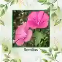 400 Semillas Orgánicas De Flor Malva Rosa Lavatera